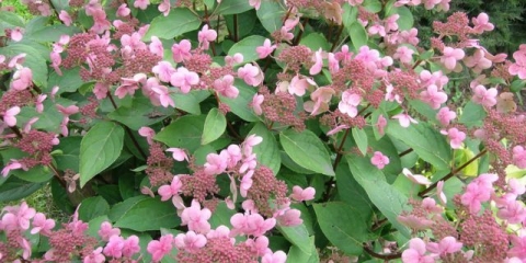 Hydrangea paniculata dharuma (daruma): opis, sadnja i njega
